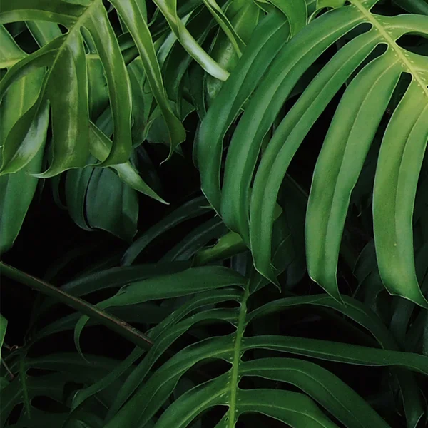 Nischenverkleidung Glas – GM24L Philodendron