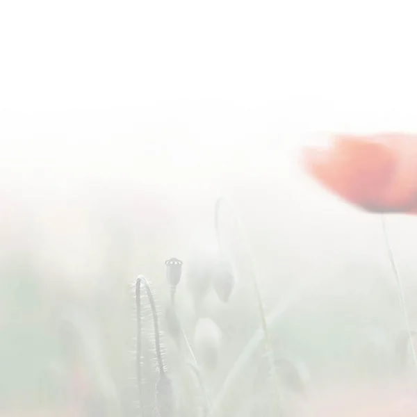 Nischenverkleidung Melamin – MM62L Mohnblume